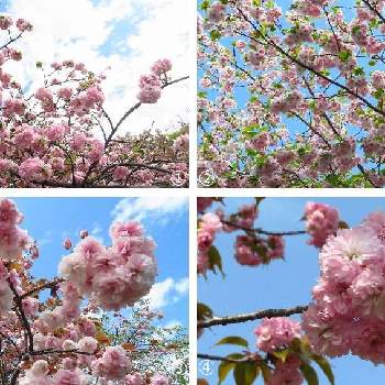 一葉の画像 by elikoさん | お出かけ先と普賢象桜と一葉と妹背と糸括といろんな種類とさくら